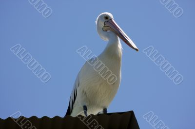 Pelican over Forster