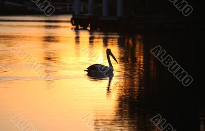 Morning at Forster