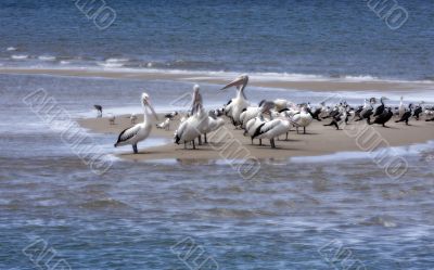 Australian Pelican