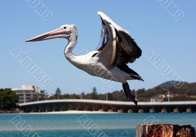 Pelican over Forster