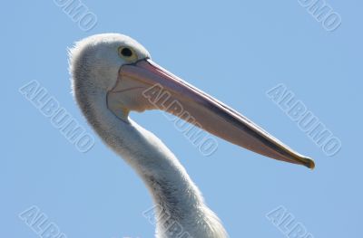 Australian Pelican