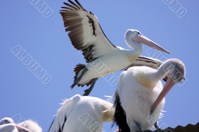 Pelican over Forster