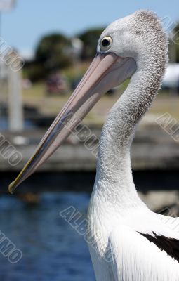 Australian Pelican