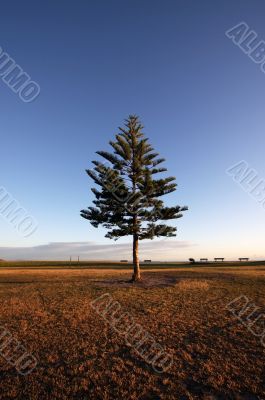 Pine tree against a deep blue sky