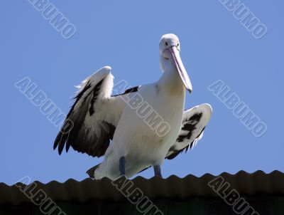 Australian Pelican