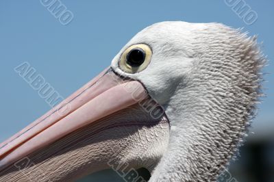 Australian Pelican