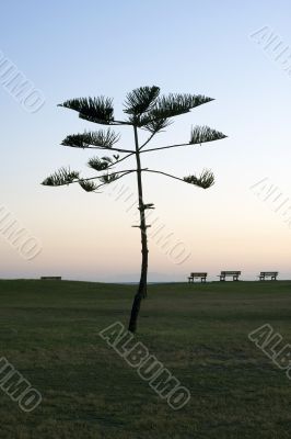 Pine tree against a deep blue sky