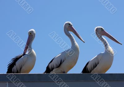 Australian Pelican