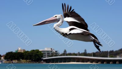 Pelican over Forster