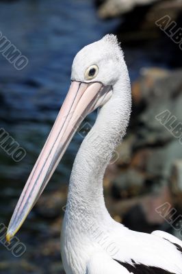 Pelican over Forster