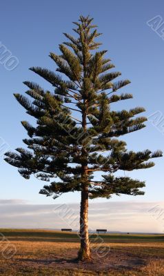 Pine tree against a deep blue sky