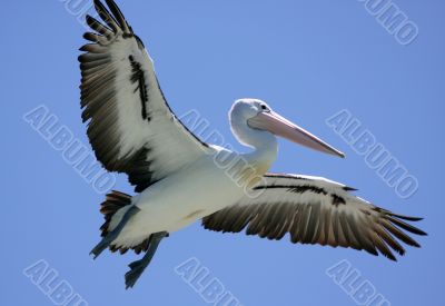 Pelican over Forster