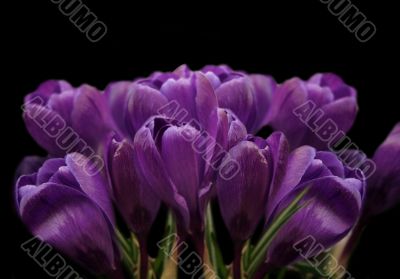 spring violet crocuses