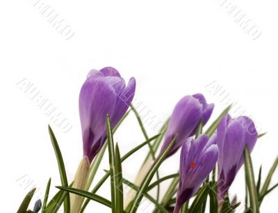 crocuses