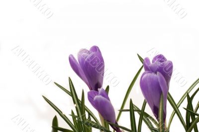 crocuses