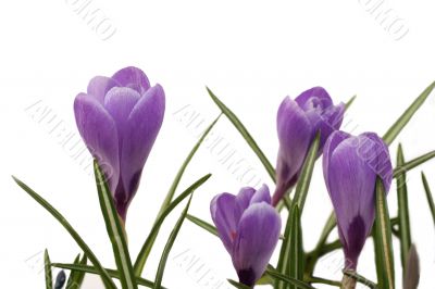 crocuses