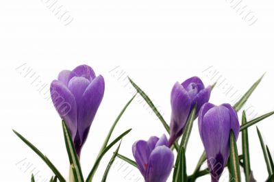 crocuses