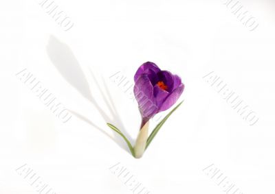 crocus