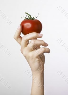 Woman`s hand  holding tomatoe