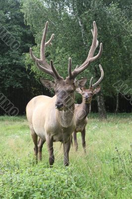 Deers on a lawn