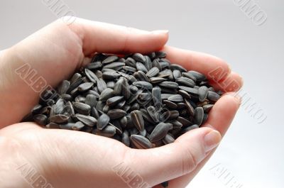 Sunflower seeds in hands