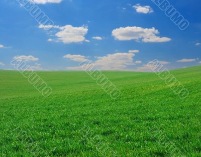 Field