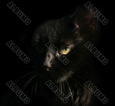 Black cat