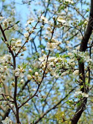 Blossom