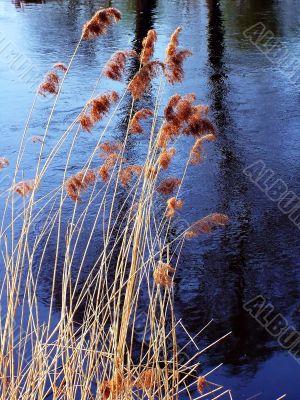 Winter Reed Flower