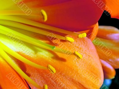 blossom macro