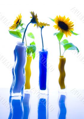 Helianthus