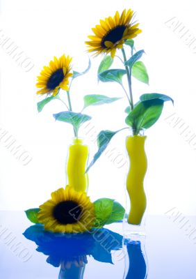 Helianthus