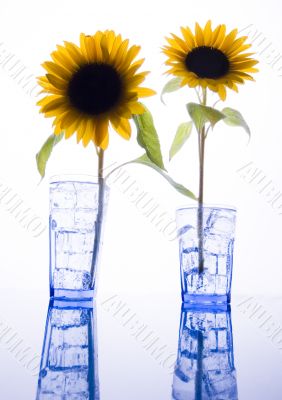 Helianthus