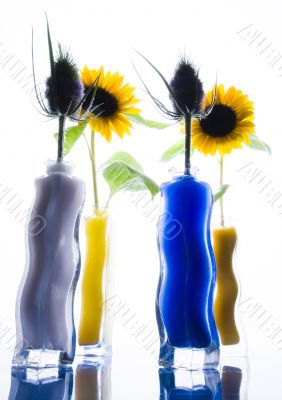 Helianthus