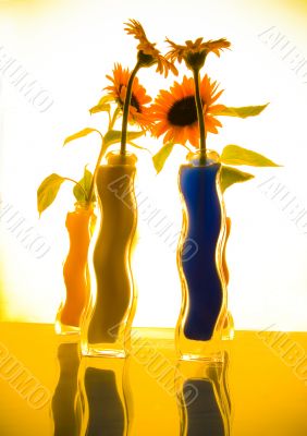 Helianthus