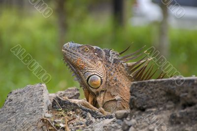 Iguana on a rock
