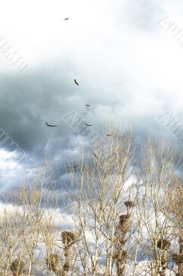 White stork colony - Ciconia ciconia