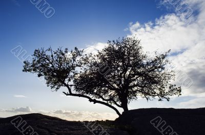 Silhouette tree