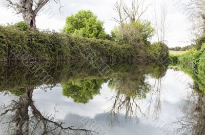 Lush riverbank