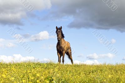 Chestnut horse