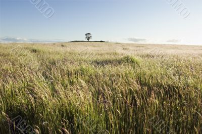 Pasture field