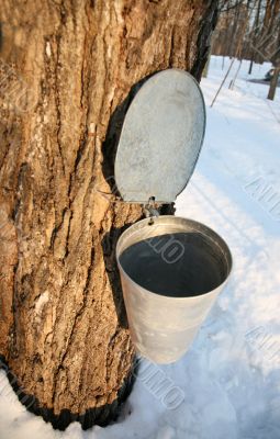 maple syrup basket on the tree