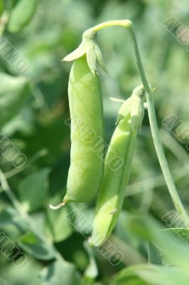 pea pod