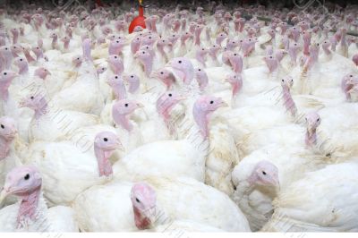 group of turkeys