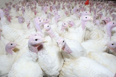 group of turkeys