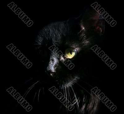 Black cat