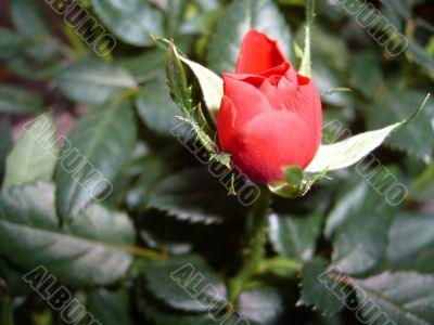 small rose