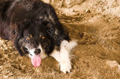 Border Collie