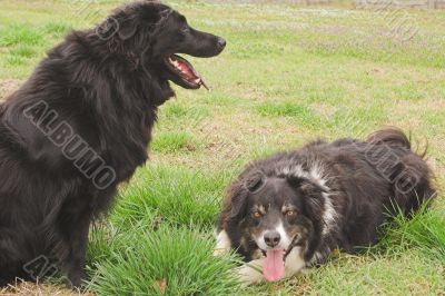 Border Collie and Black Lab