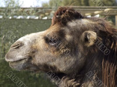 Camel